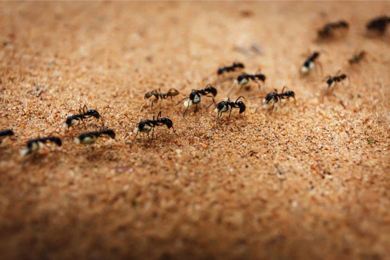 marching ants 777x518