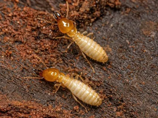 termite control